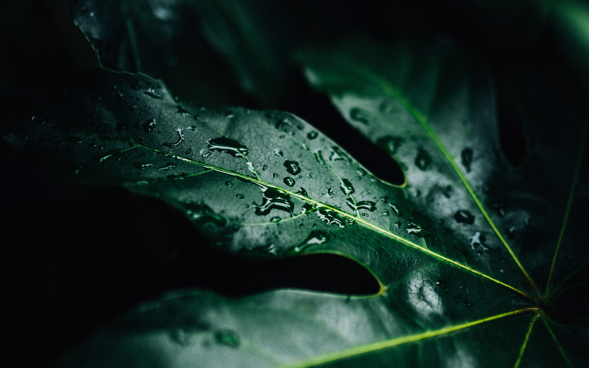 Alle Green Naturals® Premium Nahrungsergänzungsmittel