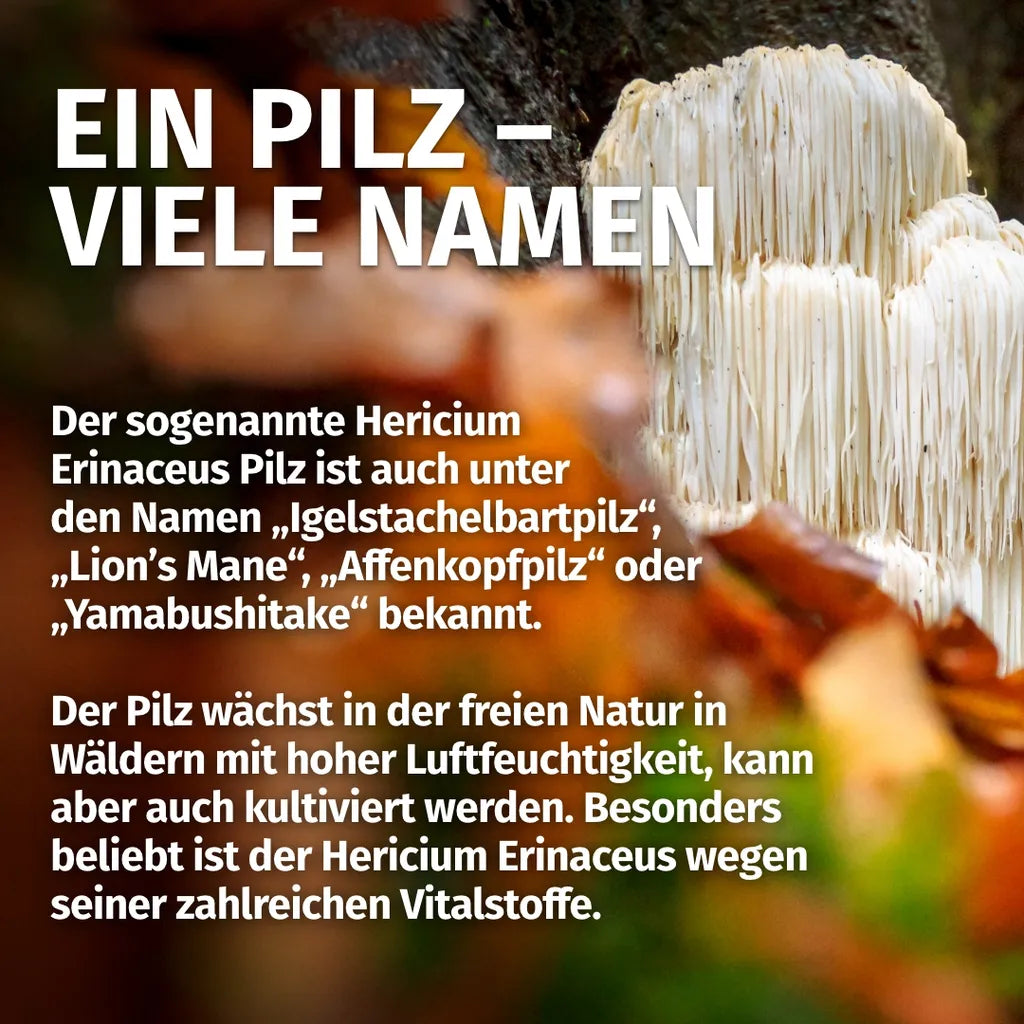 Löwenmähne Pilz (Hericium Erinaceus)