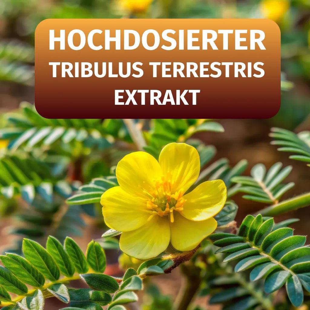Tribulus Terrestris