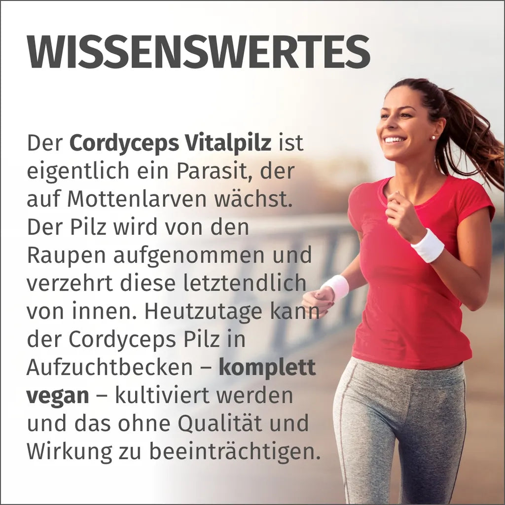 Cordyceps Kapseln (40% Polysaccharide)