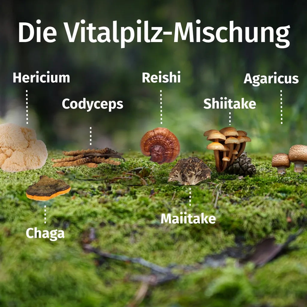 Vital Pilze